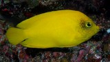 Centropyge heraldi Yellow angelfish New Caledonia aquarium trade