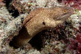 Gymnothorax flavimarginatus Yellow-edged moray Leopard eel New Caledonia