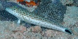Parapercis queenslandica Spotted Weever New Caledonia lower cheek region oblique brownish bands
