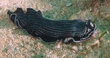 Armina Sp. 1 Nouvelle-Calédonie Nudibranche Manteau de couleur sombre et portant des stries longitudinales blanches