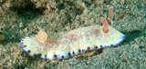 Goniobranchus aureopurpureus nudibranch new caledonia coral sea lagoon