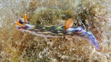 Hypselodoris zephyra zephyr colorful sea slug dorid nudibranch New Caledonia