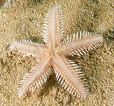 Astropecten polyacanthus Etoile piquante Nouvelle-Calédonie Astéride étoile de mer 