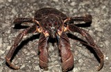 Birgus latro Coconut crab New Caledonia Loyalty island fauna terrestrial