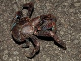 Birgus latro Crabe des cocotiers voleur Nouvelle-Calédonie arthropode biodiversité