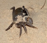 Ocypode cordimanus ​Crabe fantôme à pince lisse Nouvelle-Calédonie faune terrestre biodiversité