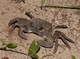 Ocypode cordimanus Smooth-handed ghost crab New Caledonia biodiversity marine fauna