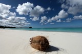 Dream beach coconut on white sand Lifou Loyalty Islands New Caledonia