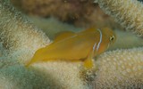 Gobiodon citrinus Gobie corail citron Nouvelle-Calédonie corps jaune vif