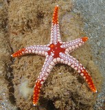 Fromia monilis Necklace sea star New Caledonia salt water aquarium trade