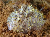 Halgerda willeyi Doris incii corps bosselé couleur blanc laiteux nudibranche Nouvelle-Calédodnie image sous-marine nature