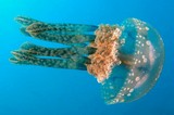 Mastigias papua Papuan jellyfish New Caledonia color variation