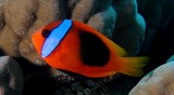 Amphiprion melanopus Fire clownfish New Caledonia lagoon reef aquarium