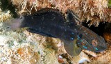 Amblygobius phalaena Gobie annelé Nouvelle-Calédonie poisson famille Gobiidae