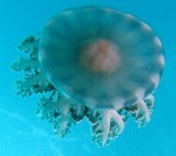 Cassiopea andromeda jellyfish Bell cnidarian