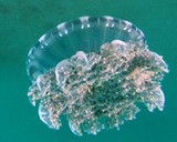 Cassiopea andromeda Upside down jellyfish New Caledonia