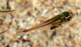 Pempheris oualensis poisson hachette Juvénile Nouvelle-Calédonie tache noire à la base des pectorales