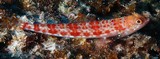 Synodus rubromarmoratus poisson lézard marbré de rouge Nouvelle-Calédonie faune sous-marine du grand lagon