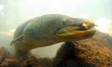 Anguilla megastoma Anguille de montagne Nouvelle-Calédonie Touho