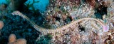 Corythoichthys schultzi Guilded pipefish New Caledonia Syngnathidae Family