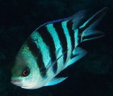 Abudefduf sexfasciatus Sergent-major à queue en ciseaux poisson Nouvelle-Calédonie cinq barres noires verticales