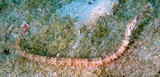Corythoichthys schultzi Syngnathe à pointillés Nouvelle-Calédonie Corps jaune pâle ponctué de bandes longitudinales