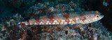 Synodus jaculum Lighthouse lizardfish New Caledonia with dark brown saddle blotches
