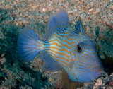 Pseudobalistes fuscus Blue-and-gold triggerfish New Caledonia Larger juveniles network brilliant blue lines