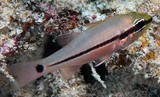 Pristiapogon fraenatus Spinyeye cardinalfish New Caledonia clear waters on reef flats and lagoon