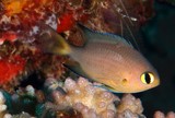 Pycnochromis atripes Hireguro-suzumedai ヒレグロスズメダイ ニューカレドニア