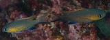 Pycnochromis vanderbilti Vanderbilt's New Caledonia Pomacentridae