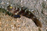 Cryptocentrus fasciatus Black shrimp-goby New Caledonia Gobiidae Family
