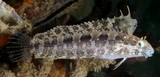 Petroscirtes lupus Southern sabretooth blenny New Caledonia female