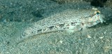 Gnatholepis anjerensis Eye-bar goby New Caledonia Gobiidae distinct flap present at end of lower lip