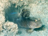 Mahidolia mystacina Smiling goby New Caledonia head with orange spots