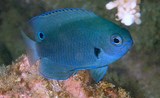 Pomacentrus nagasakiensis Nagasaki damselfish New Caledonia occur in small groups with outcrops of soft coral patches or gorgonians