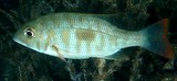 Lethrinus harak Thumbprint emperor New Caledonia juvenile fish