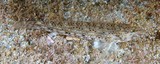 Istigobius goldmanni gobie de Goldman Nouvelle-Calédonie poisson fond de sable