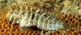 Salarias fasciatus jewelled rockskipper underwater photography fish New Caledonian lagoon