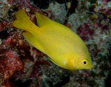 Pomacentrus moluccensis poisson jaune Nouvelle-Calédonie demoiselle des moluques branche corail