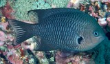 Pomacentrus nigriradiatus Blackray Damselfish New Caledonia Body of adult overall gray to gray brown