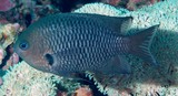 Pomacentrus nigriradiatus Blackray Damselfish New Caledonia New fish description