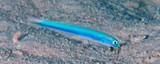 Ptereleotris hanae Blue hana goby New Caledonia