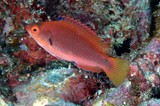 Cirrhilabrus punctatus Black-finned wrasse New Caledonia punctuate fish