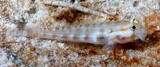 Gnatholepis cauerensis Shoulder spot goby New Caledonia body pale greenish grey dorsally shading to whitish below