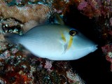 Sufflamen bursa Whiteline triggerfish New Caledonia ​Inhabit clear inner and outer reef habitats