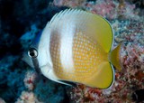Chaetodon kleinii Sunburst butterflyfish New Caledonia Body is yellowish brown with two broad white vertical bars