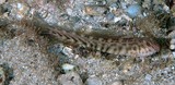 Omobranchus obliquus Roundhead blenny New Caledonia female fish