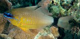 Ostorhinchus aureus Apogon doré Nouvelle-Calédonie poisson récifal du lagon