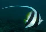 Heniochus acuminatus Poisson cocher commun​ plongée sous-marine photographe Nouvelle-Calédonie